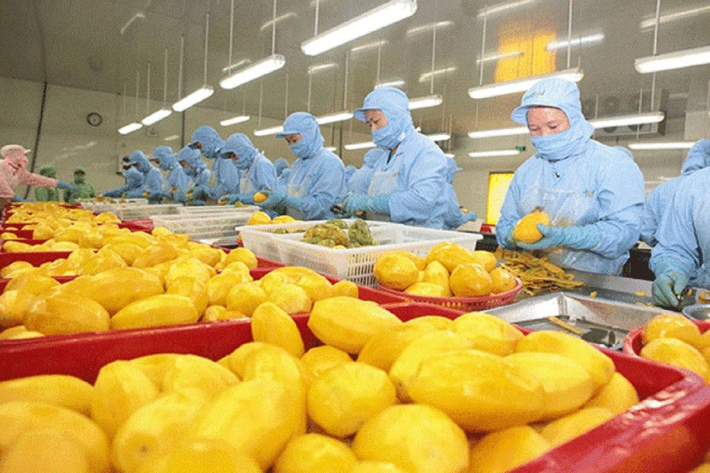 Một ngành hàng của Việt Nam công bố con số kỷ lục gần 1,3 tỷ USD, Trung Quốc có đóng góp lớn - Ảnh 3. Một ngành hàng của Việt Nam công bố con số kỷ lục gần 1,3 tỷ USD, Trung Quốc có đóng góp lớn - Ảnh 3.