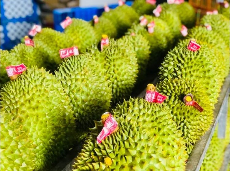 Một ngành hàng của Việt Nam công bố con số kỷ lục gần 1,3 tỷ USD, Trung Quốc có đóng góp lớn - Ảnh 2. Một ngành hàng của Việt Nam công bố con số kỷ lục gần 1,3 tỷ USD, Trung Quốc có đóng góp lớn - Ảnh 2.
