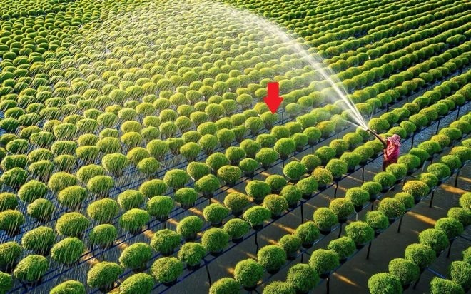Một tổ chức của LHQ: VN đủ khả năng giúp nhiều nước tăng năng suất trong lĩnh vực đóng góp hơn 12% GDP - Ảnh 1.