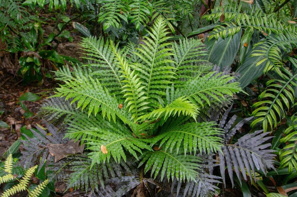 Lần đầu tiên Trung Quốc phát hiện đất hiếm trong cây khiến thế giới sửng sốt, tiềm năng thay đổi tương lai ngành khai khoáng- Ảnh 1.