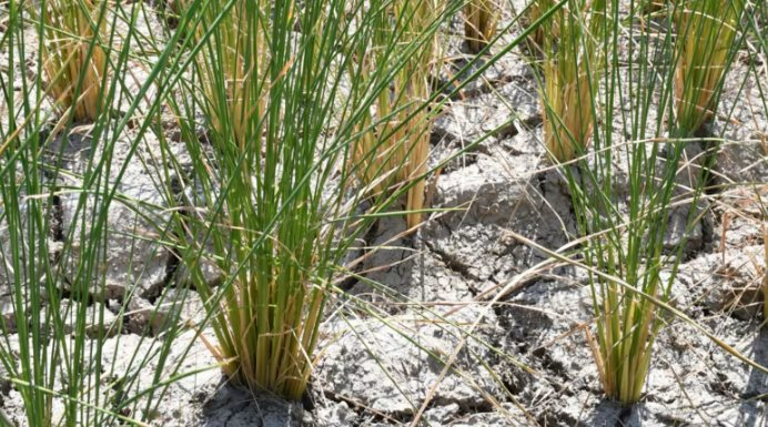 Ông trùm xuất khẩu gạo lớn nhất thế giới đón sóng gió: Hơn 1 triệu tấn mắc kẹt tại các cảng, chi phí vận chuyển tăng 30% - Ảnh 1.