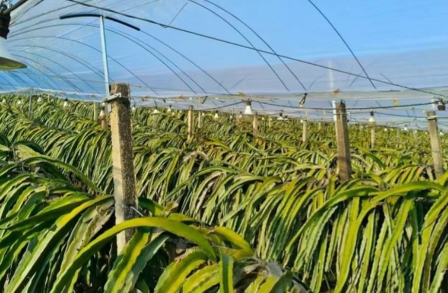 Kh&ocirc;ng phải sầu ri&ecirc;ng, Trung Quốc than kh&oacute; với loại tr&aacute;i c&acirc;y Việt Nam đang sản xuất đứng đầu thế giới: Gi&aacute; chạm đ&aacute;y 18.000 đồng/kg - Ảnh 1.